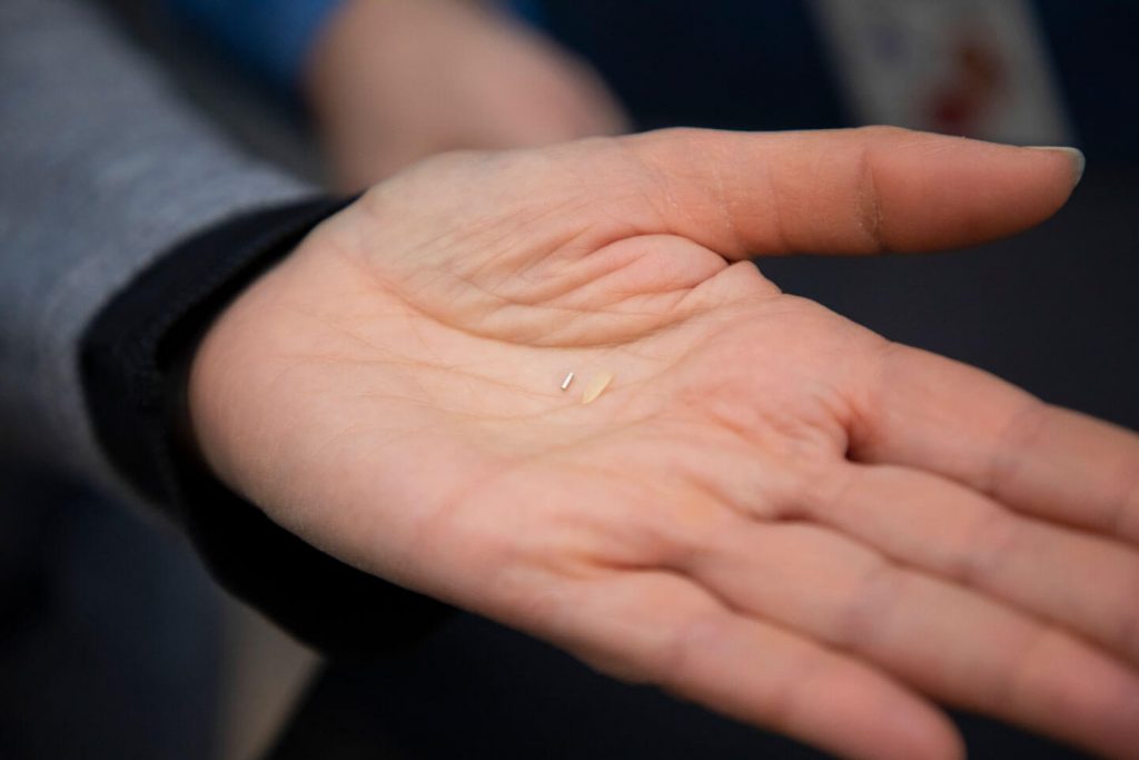Hand holding a grain of rice and platinum seed