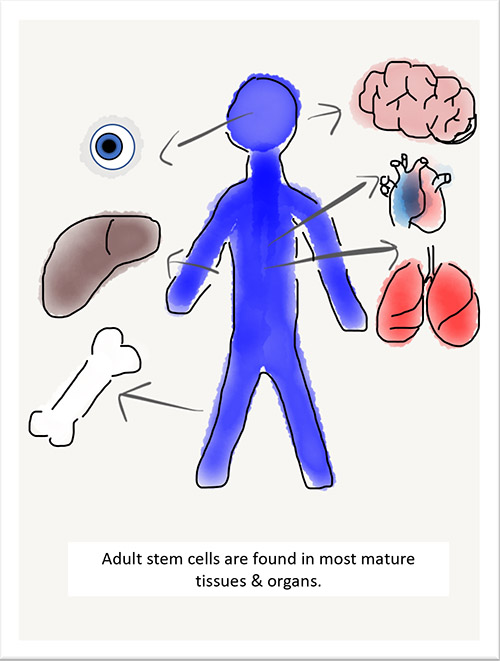 Adult stem cells graphic