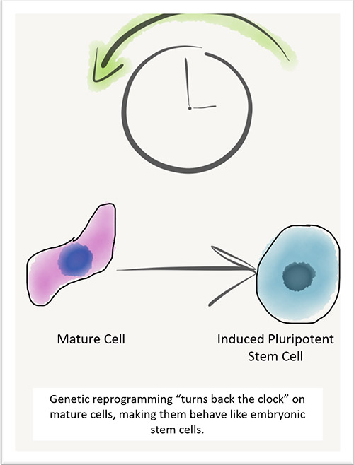 Induced Pluripotent Stem Cells