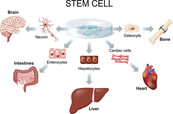 Stem cell application graphic