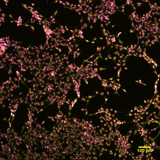 What are Stem Cells?
