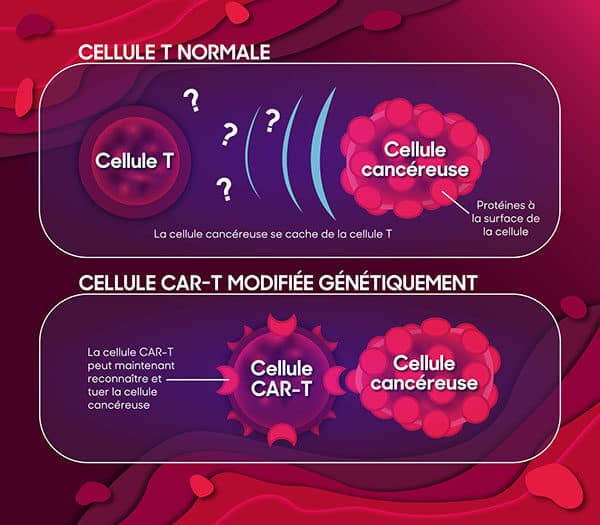 Quelle est la différence entre une cellule T et une cellule CAR-T?