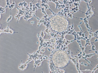 Stem Cell 75 svz p1 Day 7 7 14 20x w1 diff brighter