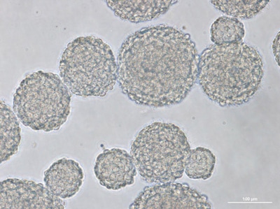 Stem Cell 81 svz p1 Day 7 7 16 20x w3 brighter