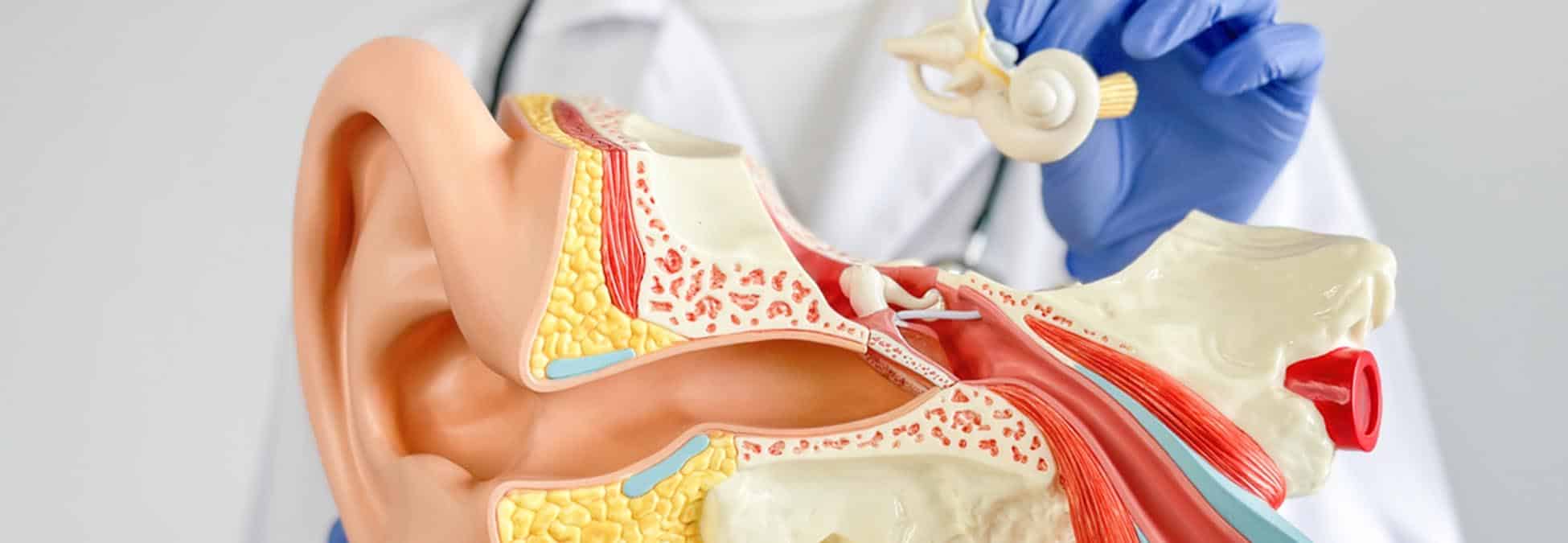 Doctor holding and showing human auditory system