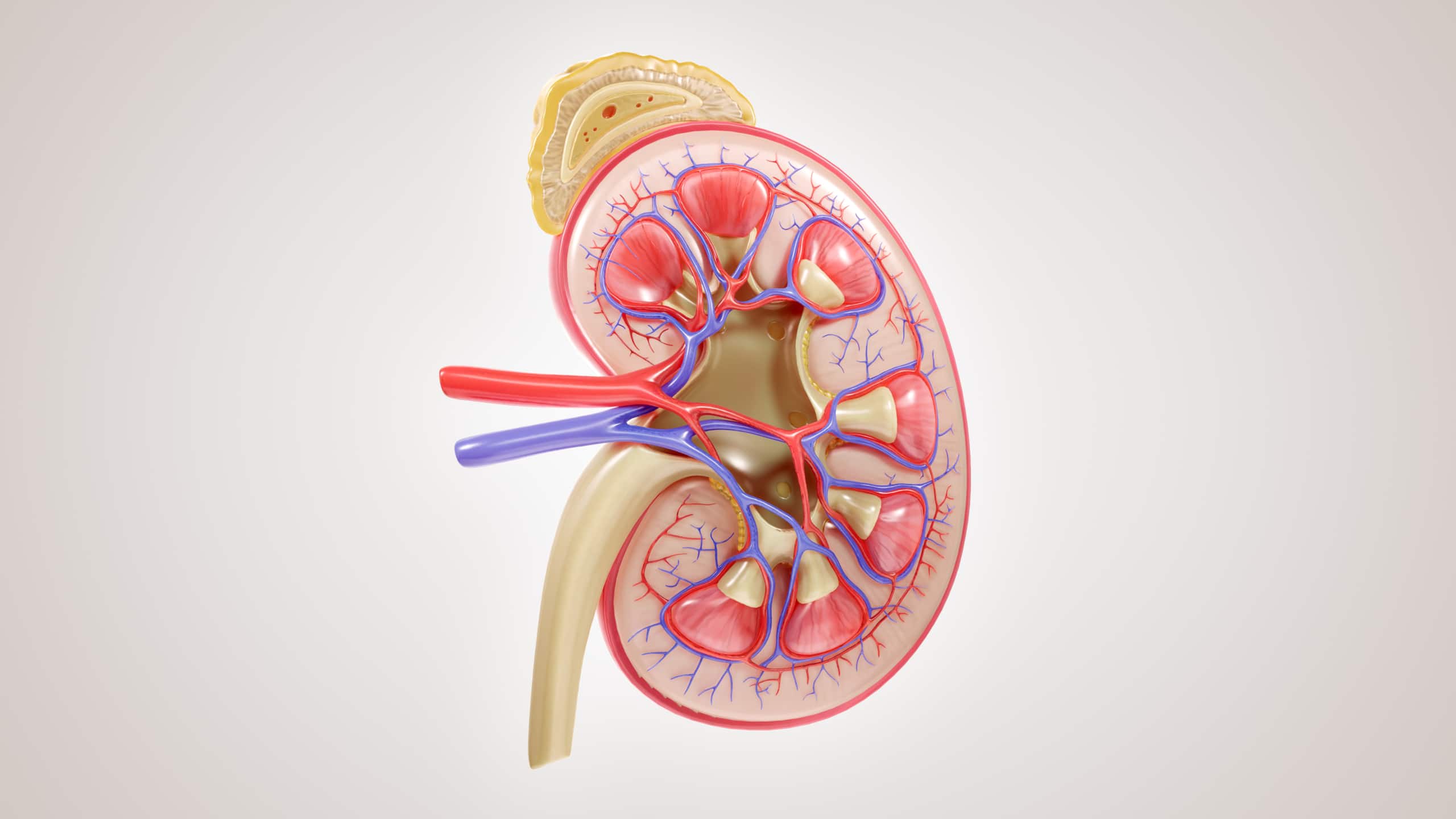 Find out how identifying kidney disease earlier offers new hope for patients faced with a life-altering diagnosis.